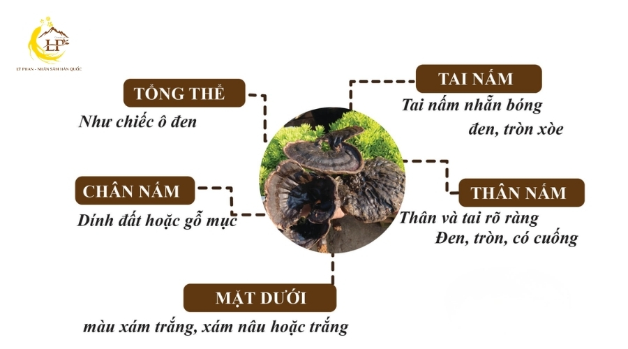 Nấm linh chi đen 2