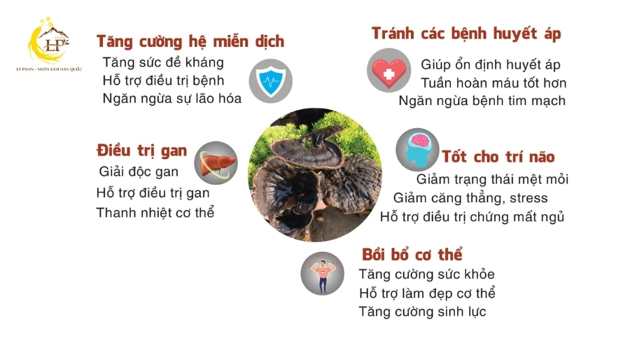 Nấm linh chi đen 3