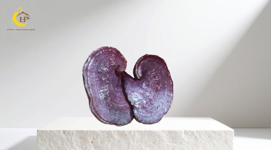 Nấm linh chi tím 1