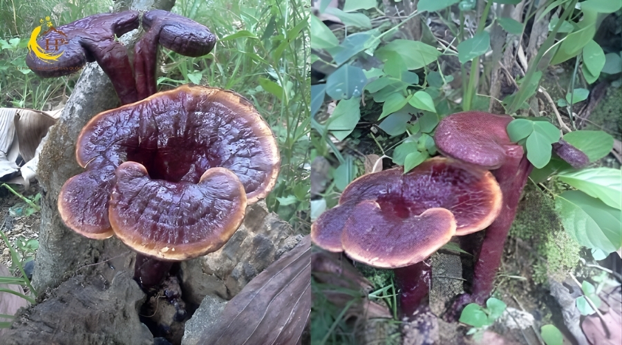 Nấm linh chi tím 2