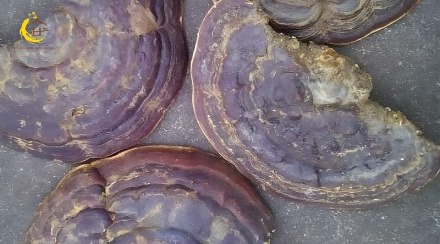 Nấm linh chi tím 3