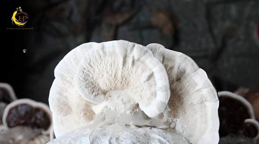 Nấm linh chi trắng 1