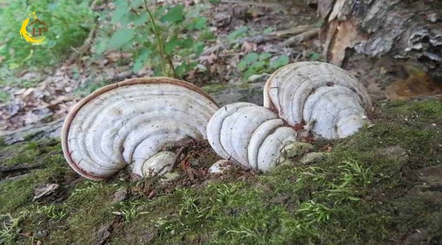 Nấm linh chi trắng 2