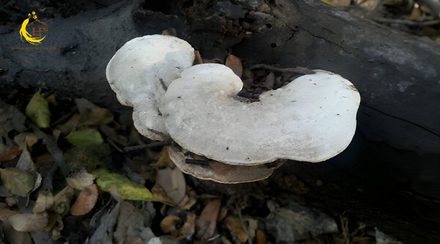 Nấm linh chi trắng 3