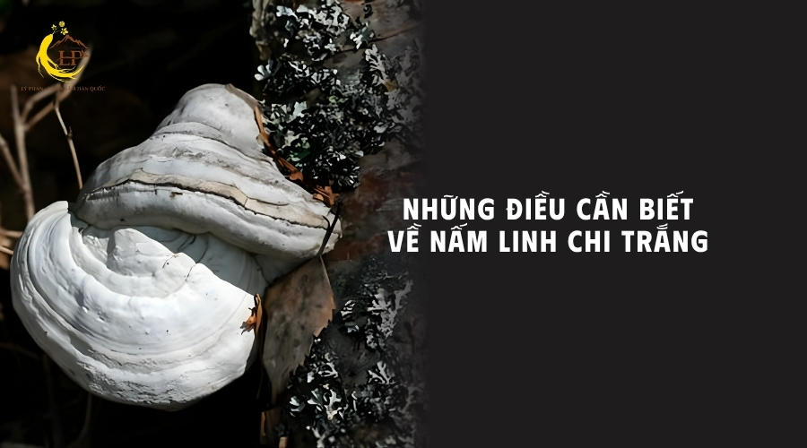 Nấm linh chi trắng