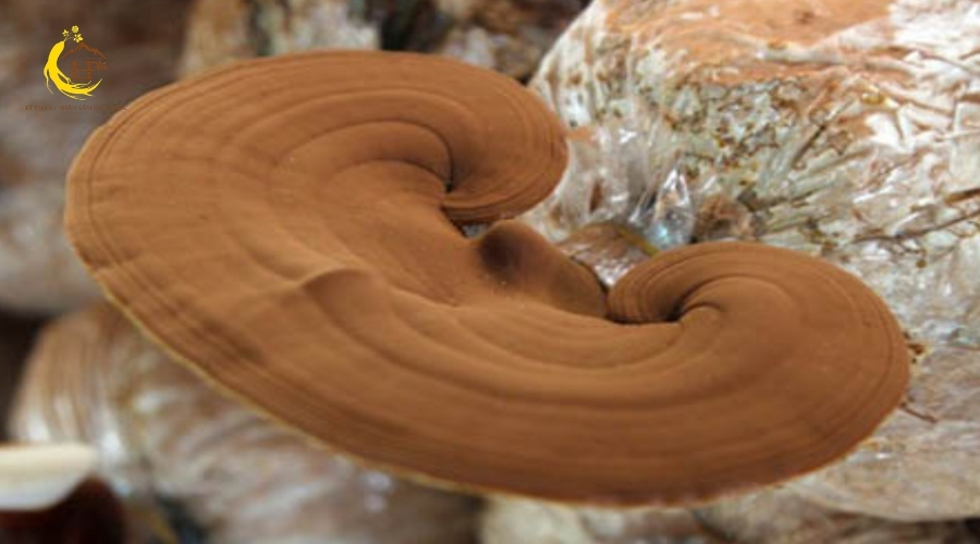 Quan sát lớp bào tử trên mặt nấm