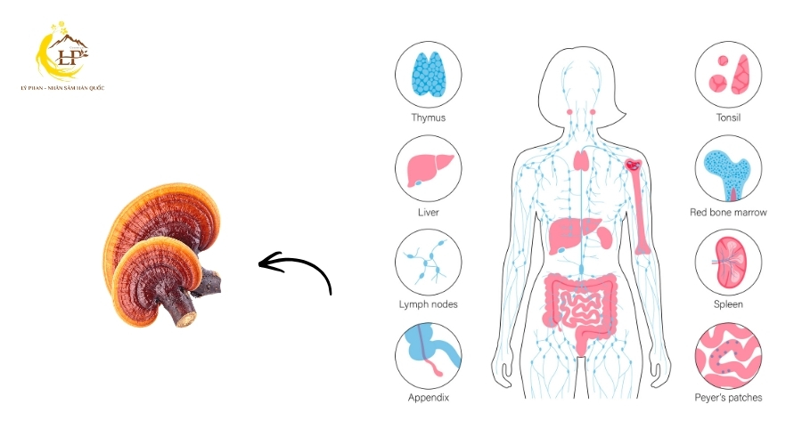 Tăng cường hệ thống miễn dịch