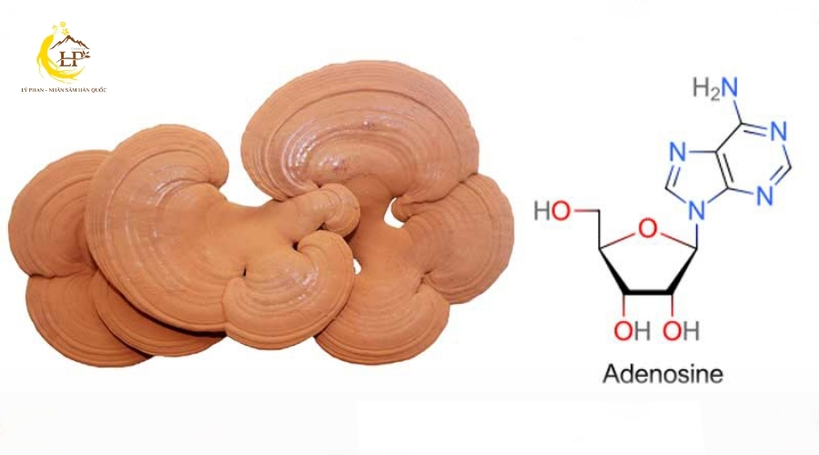 Adenosine