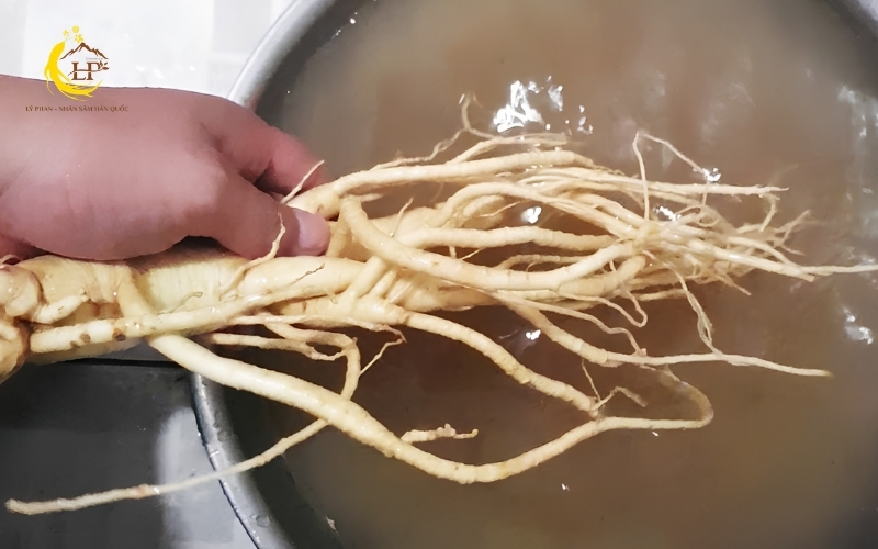 Làm sạch sâm đúng kỹ thuật Làm sạch sâm đúng kỹ thuật