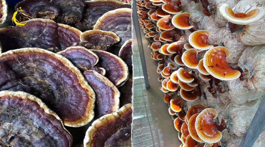 Nấm linh chi rừng và nuôi trồng 1