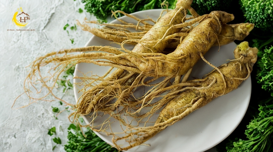 Sâm Ngọc Linh TuMơRông (50 Văn Cao)
