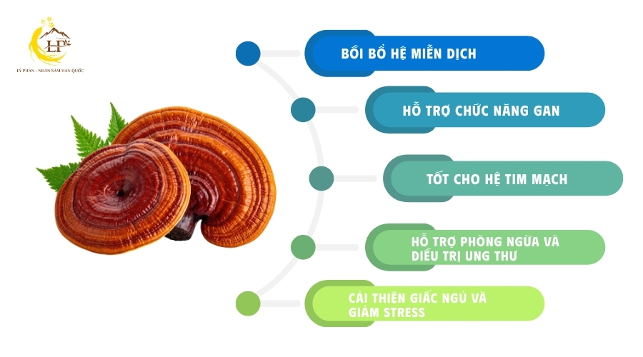 Tác dụng của nấm linh chi rừng đối với sức khỏe