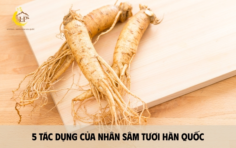 Tác dụng của nhân sâm tươi Hàn Quốc