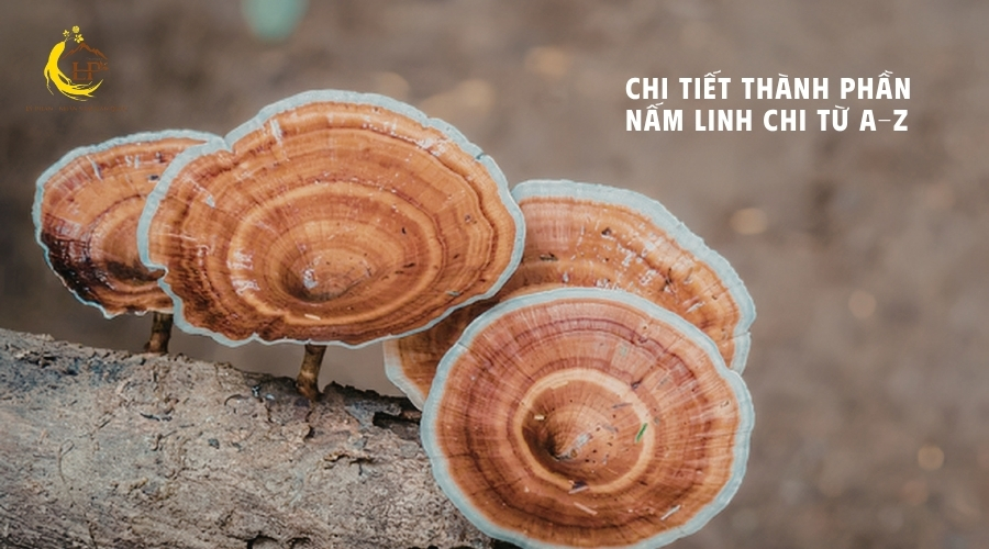 Thành phần nấm linh chi