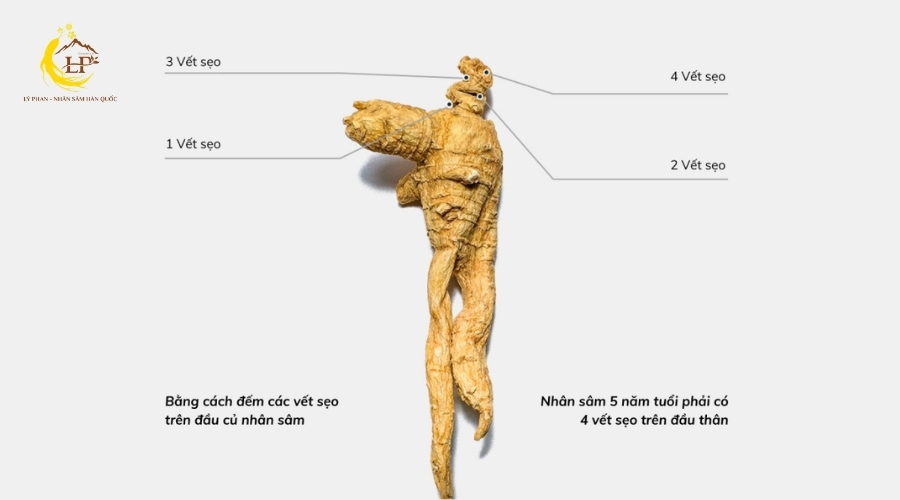 Tiêu chuẩn về độ tuổi