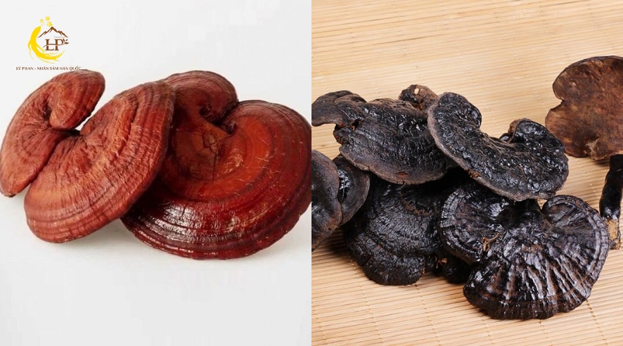Tổng quan về Nấm linh chi đỏ và đen