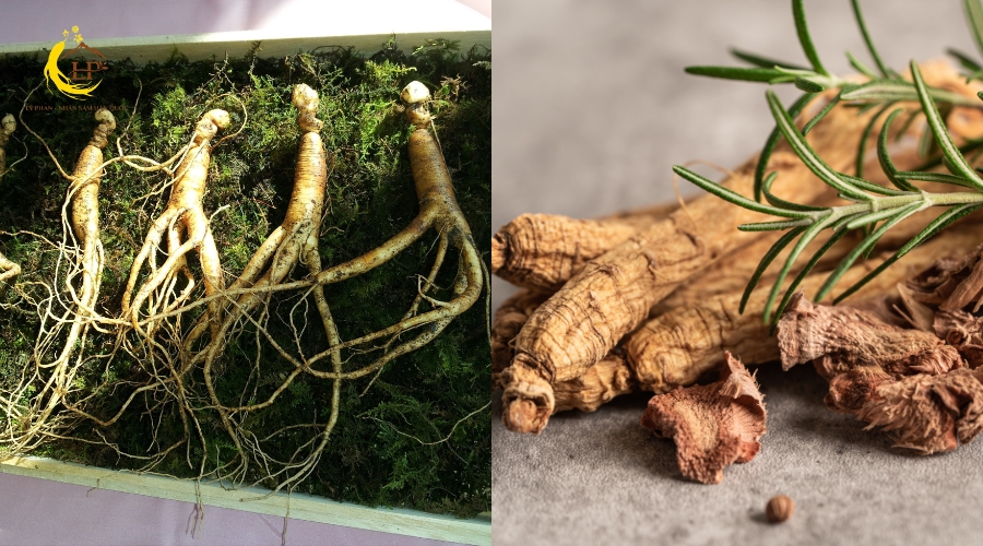 Nên chọn nhân sâm tươi hay sâm khô Hàn Quốc?