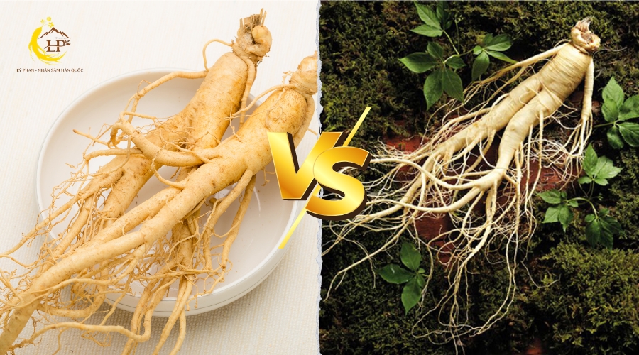 Sâm tươi Hàn Quốc và sâm Việt Nam