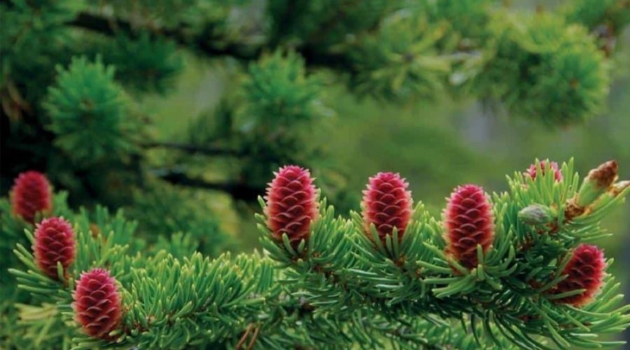 Thông đỏ Hàn Quốc Pinus densiflora Thông đỏ Hàn Quốc Pinus densiflora
